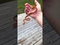 Handling Baby Amazon Tree Boa