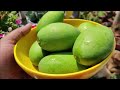 How To Grow a Mango Tree From Seed | SEED TO HARVEST