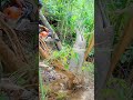Tree Cutdown By Fastest Stihl Machine Chainsaw In Jungle 📸🔥🥵