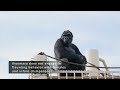 Gorilla Shows Off His Strength To Chimpanzees | The Shabani Group