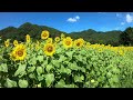 なかやま日曜朝のライド会（ロードバイク編）店長のひまわりライド