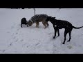 German retrevier,malinois,dobermann puppy and sheep dog enjoing the winter time