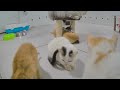 🤣 TRY NOT TO LAUGH 🐶 Funny Cats Moments 2024 😅😂