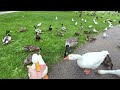 Hand Feeding Ducks And Petting A Goose! (CUTE)