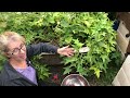 Growing sweet potatoes in containers in Central Florida