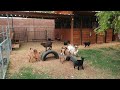 Baby Goats JUMPING, PLAYING, RUNNING, & FIGHTING 😂