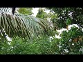 Moments In Nature 38 | The Home Jungle | Wild Jungle Relax | Nature Forest Travel |@Usa TV