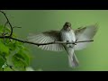 Spotted Flycatchers-Making A Simple Standing Blind- BIG ANNOUNCEMENT