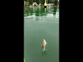 Birch Lake Stand Up Paddle Board Fishing