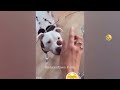 New Funny Animals 2023 😱 Funniest Cats and Dogs 😻😹 Part36