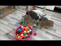 New Funny Animals 🤣 Funniest Cats and Dogs Videos 😹🐶 Part 9