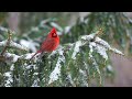 Northern Cardinal in winter: United States Wild Birds