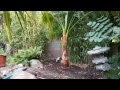 How to plant a washingtonia robusta palm tree.