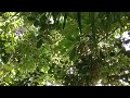 Moments In Nature 35 | The Home Jungle | Wild Jungle Relax | Nature Forest Travel USA TV