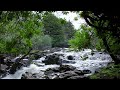 1hr. Relaxing Forest Birdsong & Waterfall Nature Sounds for Sleeping - Calm Birds Chirping Sound