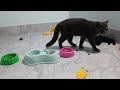 Funny ANIMALS videos 2024😽New Funny Cats and Dogs Videos🐶