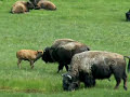 Baby Bison