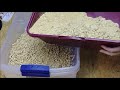 Best Diy Easy Build Sifting Large Litter Box Pan Use Healthy Cheap Pine Pellets Cats Kittens Animals