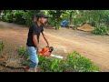 STIHL ATK 687 first start & Cut Mango branches to clean the house#automobile #stihl #stihlchainsaw