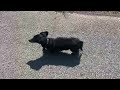 Too hot for a running dachshund