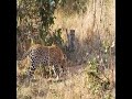 Leopard attacks Python in a wild fight