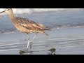 Long-billed curlew eating sand crabs, Carpinteria State Beach