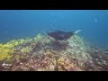 Manta ray at cleaning station, South Ari Atoll, Maldives (February 2022)