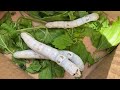 Silkworms gulping mulberry leaves before forming cocoons-1