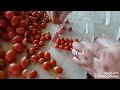 Tomatinhos Maduros na Roça