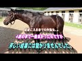 【一口馬主】アルジャヒリ、4戦目出走結果。-道中は理想的に運ぶも直線で伸び切れず、しかし猛暑の中懸命に走り抜いたアルジャヒリに拍手を-【キャロットクラブ】