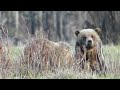 AN ODD BEAR JOINS THE PARTY - a new male on a female? but she still has her 2 year old cubs