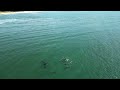 Dolphins surfing over the sand