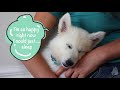 Watch the first ever meeting of these two White German Shepherd puppies