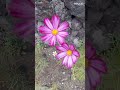 꽃향기가 가득한영상/ video full of flower scent.