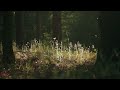 Evening Grasses | Calming Meditation & Sleep Music | 3 Hours