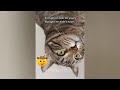 CLASSIC Dog and Cat Videos 😻🤣🐤 1 HOURS of FUNNY Clips 🐱 Cute baby animals