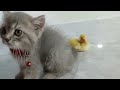 Watch and TRY NOT TO LAUGH 🤣 Funny Cat Videos of 2024