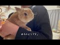 うさぎの抱っこの練習