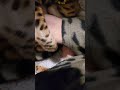 Cat bites foot like a snake.
