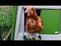 Were Going Home! Adopting ex-battery hens from BHWT