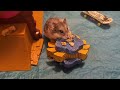 Dwarf Hammie back at the Tony Hawk Hammie Skatepark #hamsterplaytime