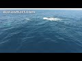 Killer Whale pod off Laguna Beach danawharf.com