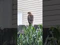 A hawk in East Tennessee