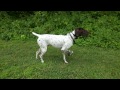 Kepler the pointer who points