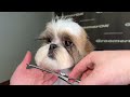 How to Groom a Shih Tzu | Complete Step-by-Step Tutorial for Perfect Shih Tzu Grooming