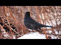 Birds in slow motion - Canon EOS R6 with Sigma 150-600mm Contemporary