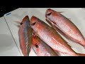 数千匹の魚の群れでサビキ釣りがしたくてアンカー落とした結果…