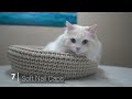 How to Stop your Cat from Scratching Furniture (8 Tips) | The Cat Butler