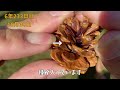 松ぼっくりの種を植えたら、7年後に松ぼっくりが出来た | How to grow pine tree from seeds to harvest pine cone.