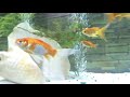 My 72 Gallon Bowfront Goldfish Aquarium